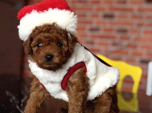 Yılbaşı Pofidiği Poodle Yavrular  Yeni Yıla Sevgiyle Girin