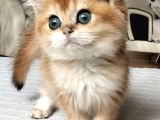 A KALİTE golden bebekler