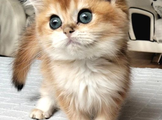 A Kali̇te Golden Bebekler
