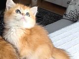 A Kali̇te Golden Bebekler