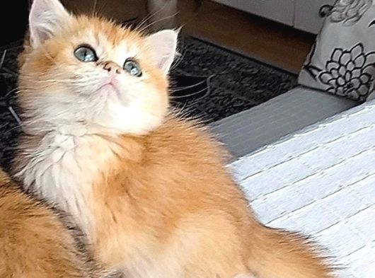 A Kali̇te Golden Bebekler görsel