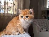 A Kali̇te Golden Bebekler