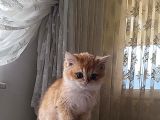 A Kali̇te Golden Bebekler
