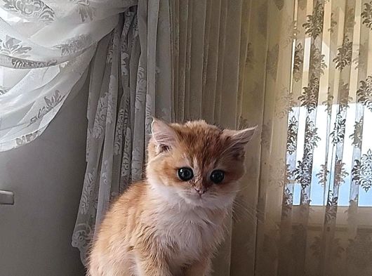A Kali̇te Golden Bebekler görsel