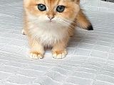 A Kali̇te Golden Bebekler