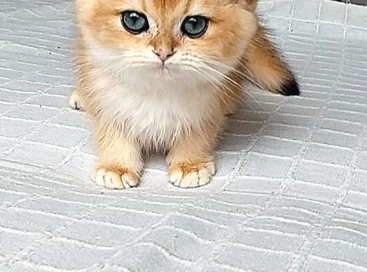 A Kali̇te Golden Bebekler görsel