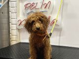 Yavru Toy Poodle