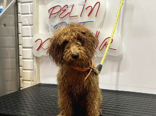 Yavru Toy Poodle görsel