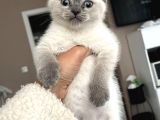 Minik Kutup Ayisi