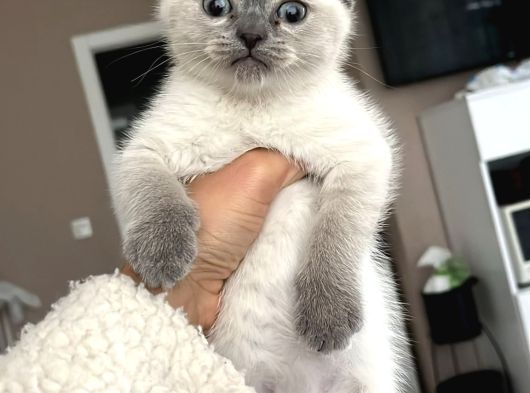 Minik Kutup Ayisi görsel