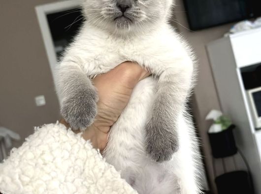 Minik Kutup Ayisi görsel