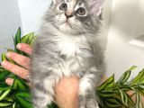 Şecereli 3-4 Aylık Maine Coon Yavrular