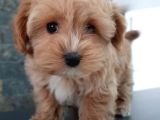 Bi̇r Bi̇ri̇nden Güzel Malti̇poo Yavrulari̇ İstanbul