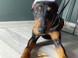 Premium Doberman