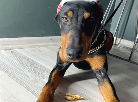 Premium Doberman görsel