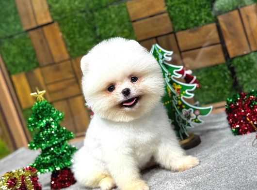 Pomerrian Boo Yavrular görsel