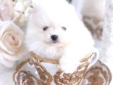 Pomerrian boo yavrular