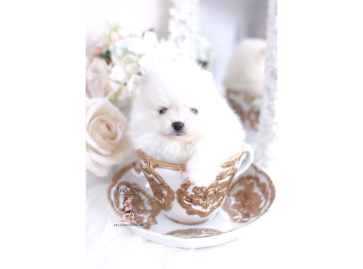 Pomerrian Boo Yavrular