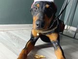 Premium Doberman