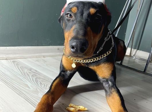 Premium Doberman görsel