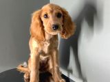 Peluş Kulak Kız