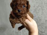 Toy poodle tadında maltipoo yavrumuz kg garantili