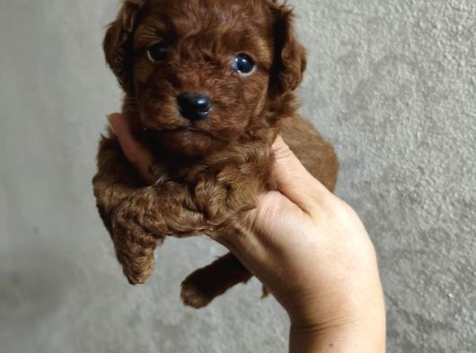 Toy Poodle Tadında Maltipoo Yavrumuz Kg Garantili