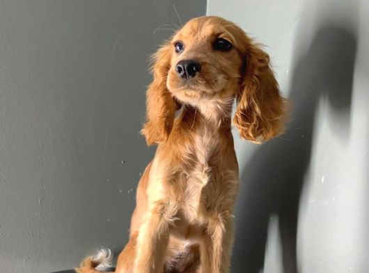 Peluş Kulak Kız görsel