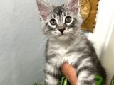 Şecereli 3-4 Aylık Maine Coon Yavrular