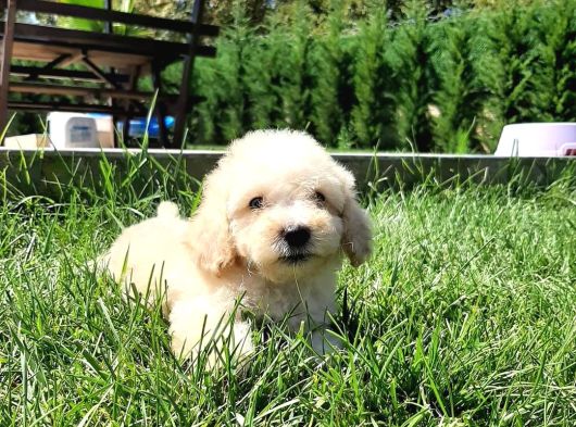 Bi̇r Bi̇ri̇nden Güzel Malti̇poo Yavrulari̇ İstanbul görsel