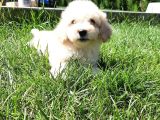 Bi̇r Bi̇ri̇nden Güzel Malti̇poo Yavrulari̇ İstanbul