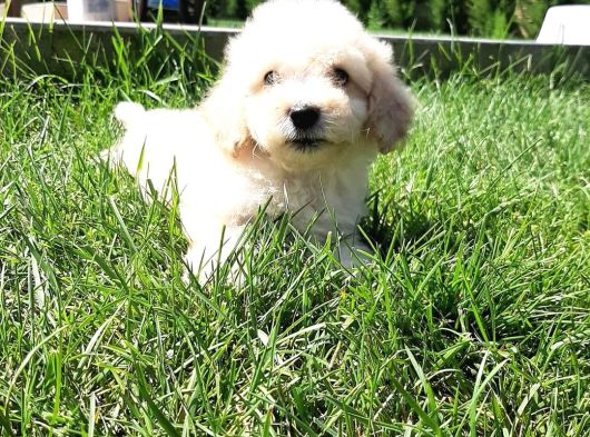 Bi̇r Bi̇ri̇nden Güzel Malti̇poo Yavrulari̇ İstanbul görsel