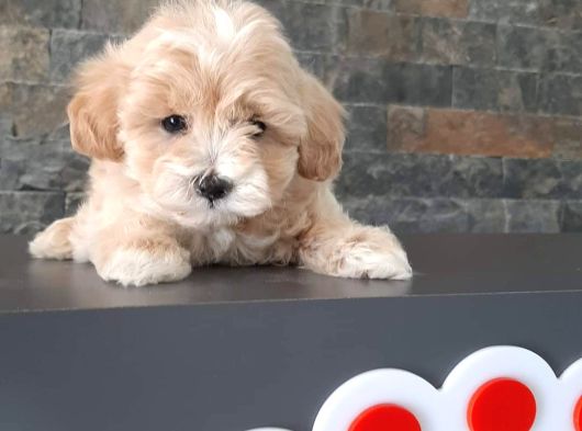 BİR BİRİNDEN GÜZEL MALTİPOO YAVRULARİ İSTANBUL