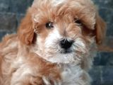 Bi̇r Bi̇ri̇nden Güzel Malti̇poo Yavrulari̇ İstanbul