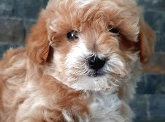 Bi̇r Bi̇ri̇nden Güzel Malti̇poo Yavrulari̇ İstanbul görsel