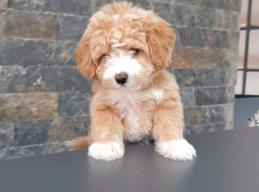 Bi̇r Bi̇ri̇nden Güzel Malti̇poo Yavrulari̇ İstanbul görsel