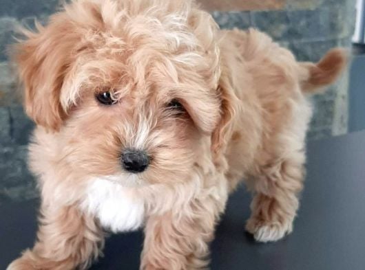 Bi̇r Bi̇ri̇nden Güzel Malti̇poo Yavrulari̇ İstanbul görsel