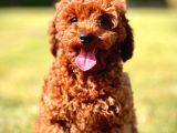 Yarışma Düzeyinde Kızıl Toy Poodle Bebeklerimiz