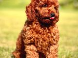 Yarışma Düzeyinde Kızıl Toy Poodle Bebeklerimiz
