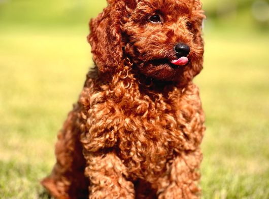 Yarışma Düzeyinde Kızıl Toy Poodle Bebeklerimiz