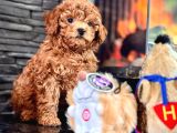En Özel En Kaliteli Poodle Yavruları Geldi