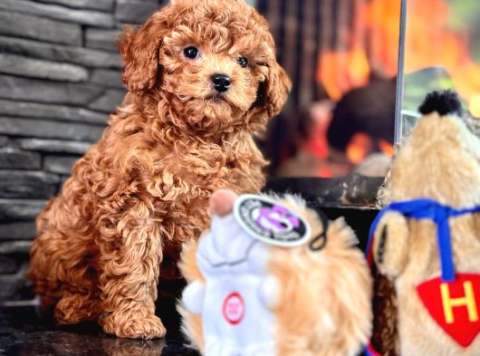 En Özel En Kaliteli Poodle Yavruları Geldi görsel