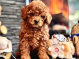 En Özel En Kaliteli Poodle Yavruları Geldi