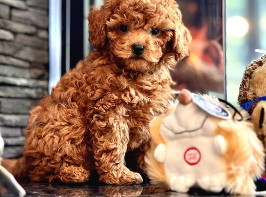 En Özel En Kaliteli Poodle Yavruları Geldi görsel