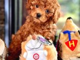En Özel En Kaliteli Poodle Yavruları Geldi