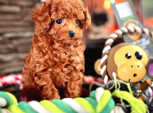 En Özel En Kaliteli Poodle Yavruları Geldi görsel