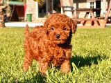 Kızıl Tüyleri Ile Oyuncu Ve Sevimli Poodle Yavrularımız