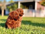 Kızıl Tüyleri Ile Oyuncu Ve Sevimli Poodle Yavrularımız