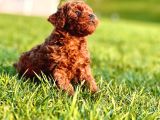 Kızıl Tüyleri Ile Oyuncu Ve Sevimli Poodle Yavrularımız