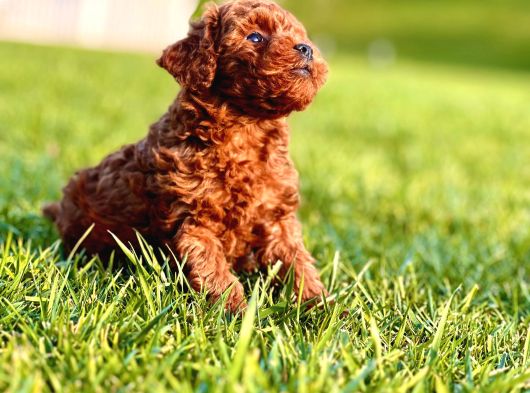 Kızıl Tüyleri Ile Oyuncu Ve Sevimli Poodle Yavrularımız görsel